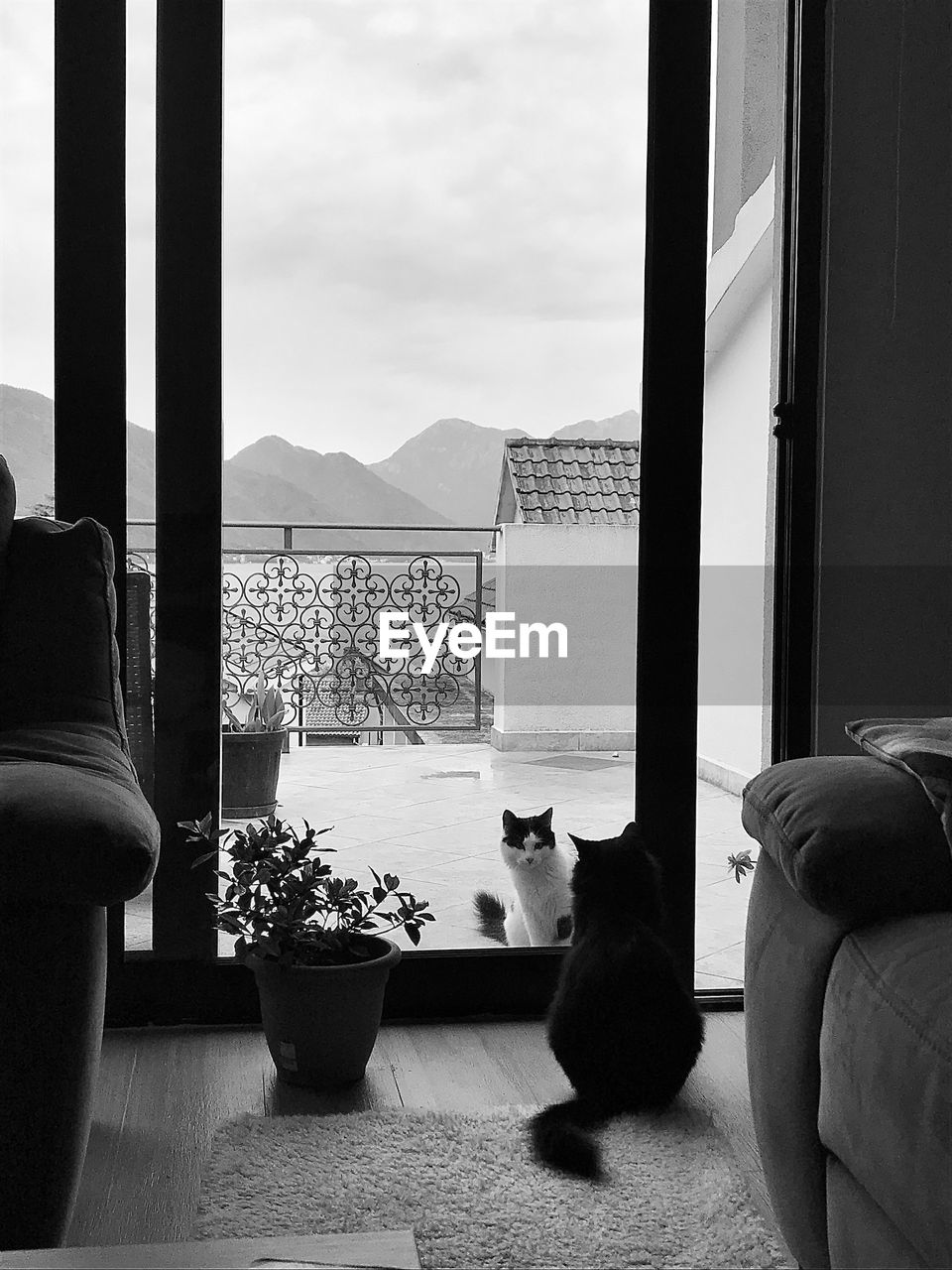 CAT SITTING ON TABLE