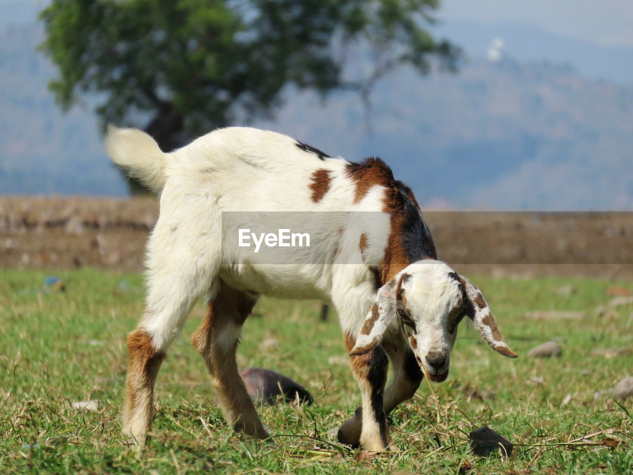 VIEW OF A SHEEP ON LANDSCAPE