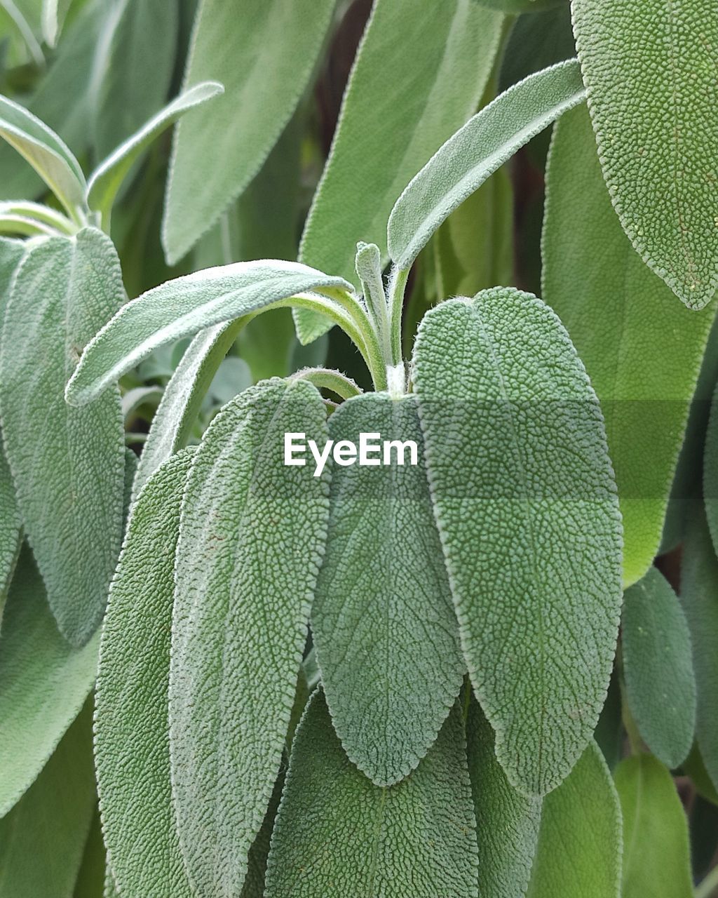 CLOSE-UP OF GREEN LEAVES