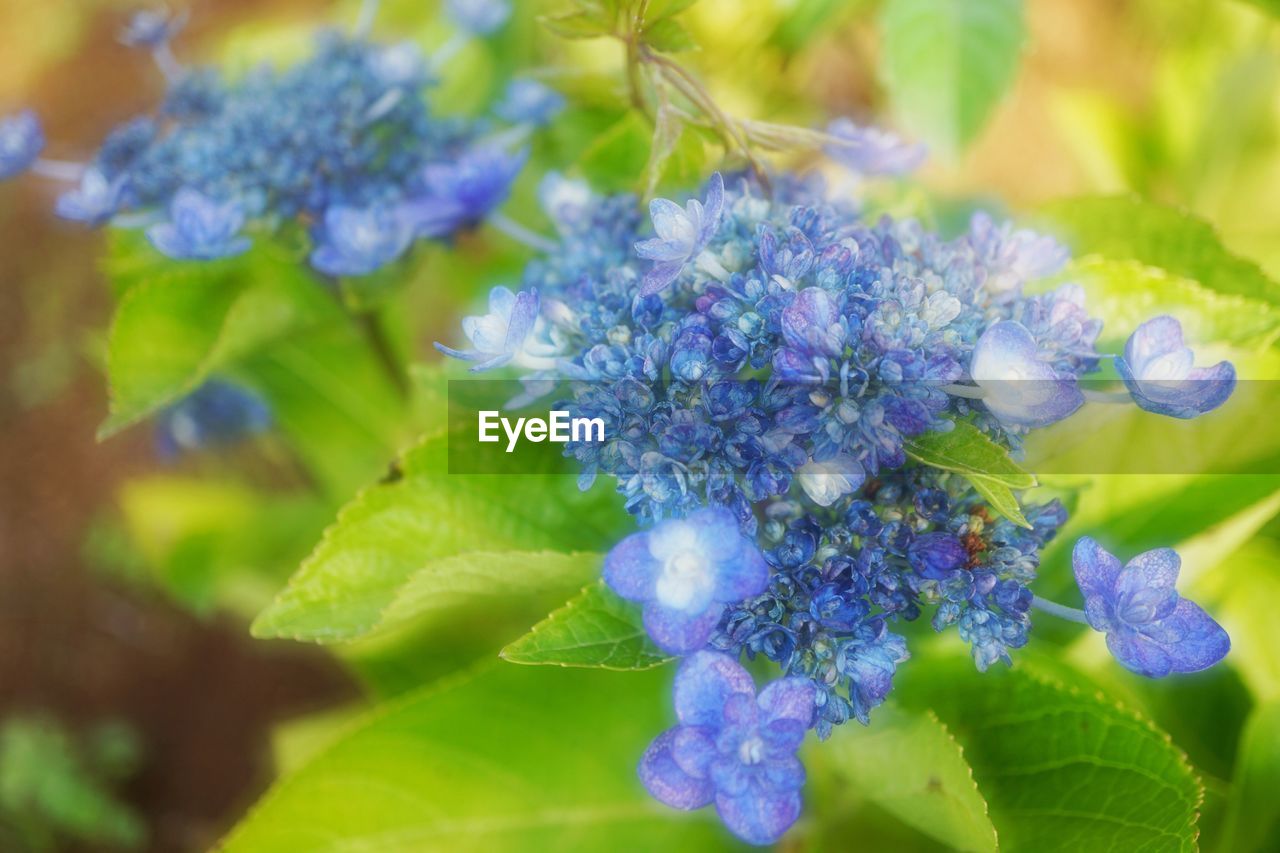 Close-up of purple flowers