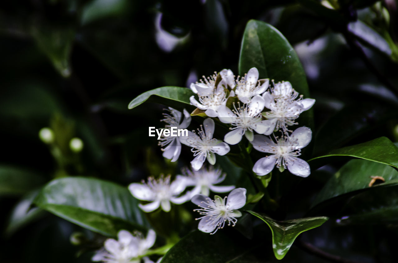 flower, plant, flowering plant, beauty in nature, plant part, leaf, nature, freshness, close-up, blossom, fragility, growth, botany, white, flower head, petal, no people, animal wildlife, outdoors, green, inflorescence, shrub, macro photography, focus on foreground, springtime