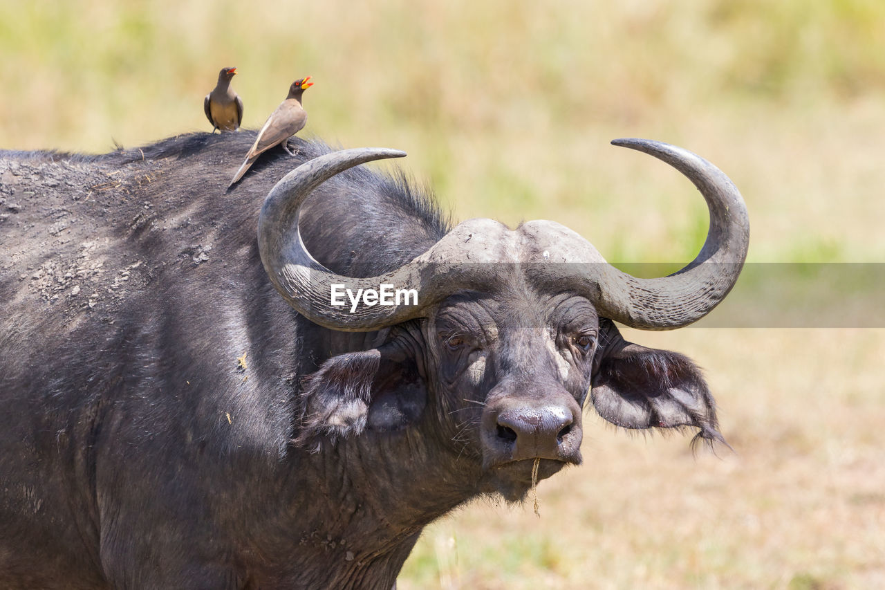 African buffalo with oxpecker on its head