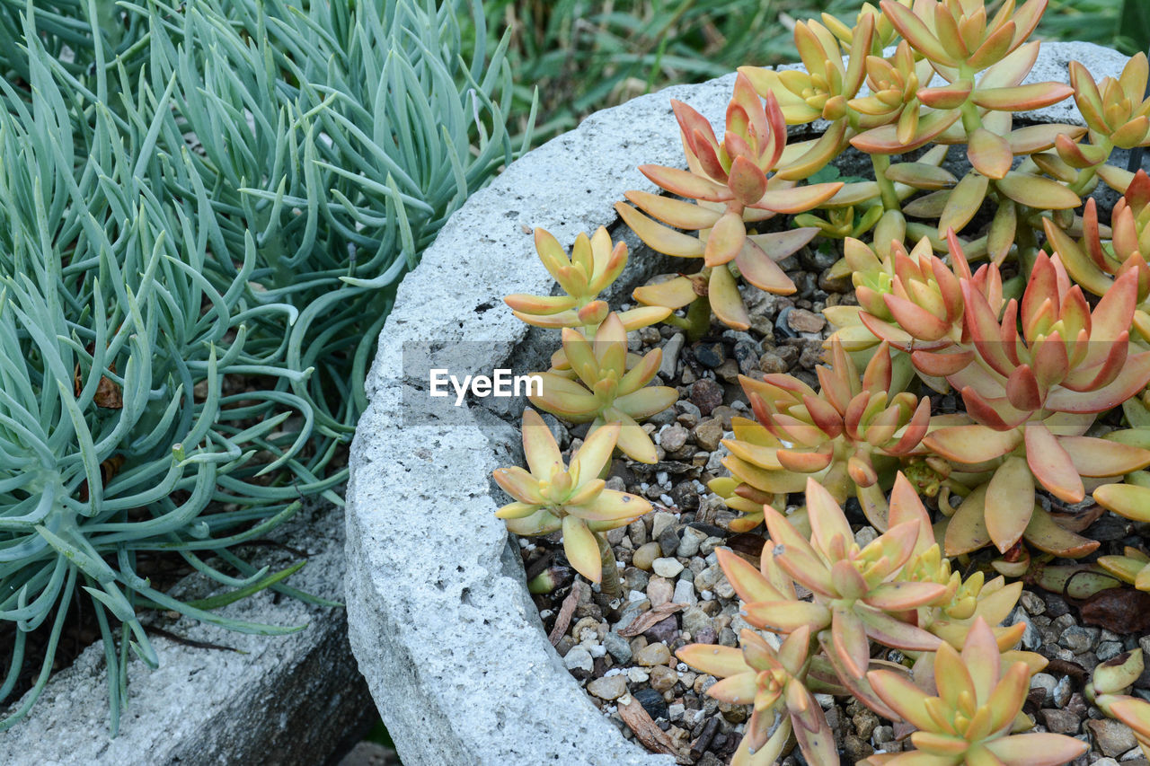 High angle view of two contrasting succulent filled planters