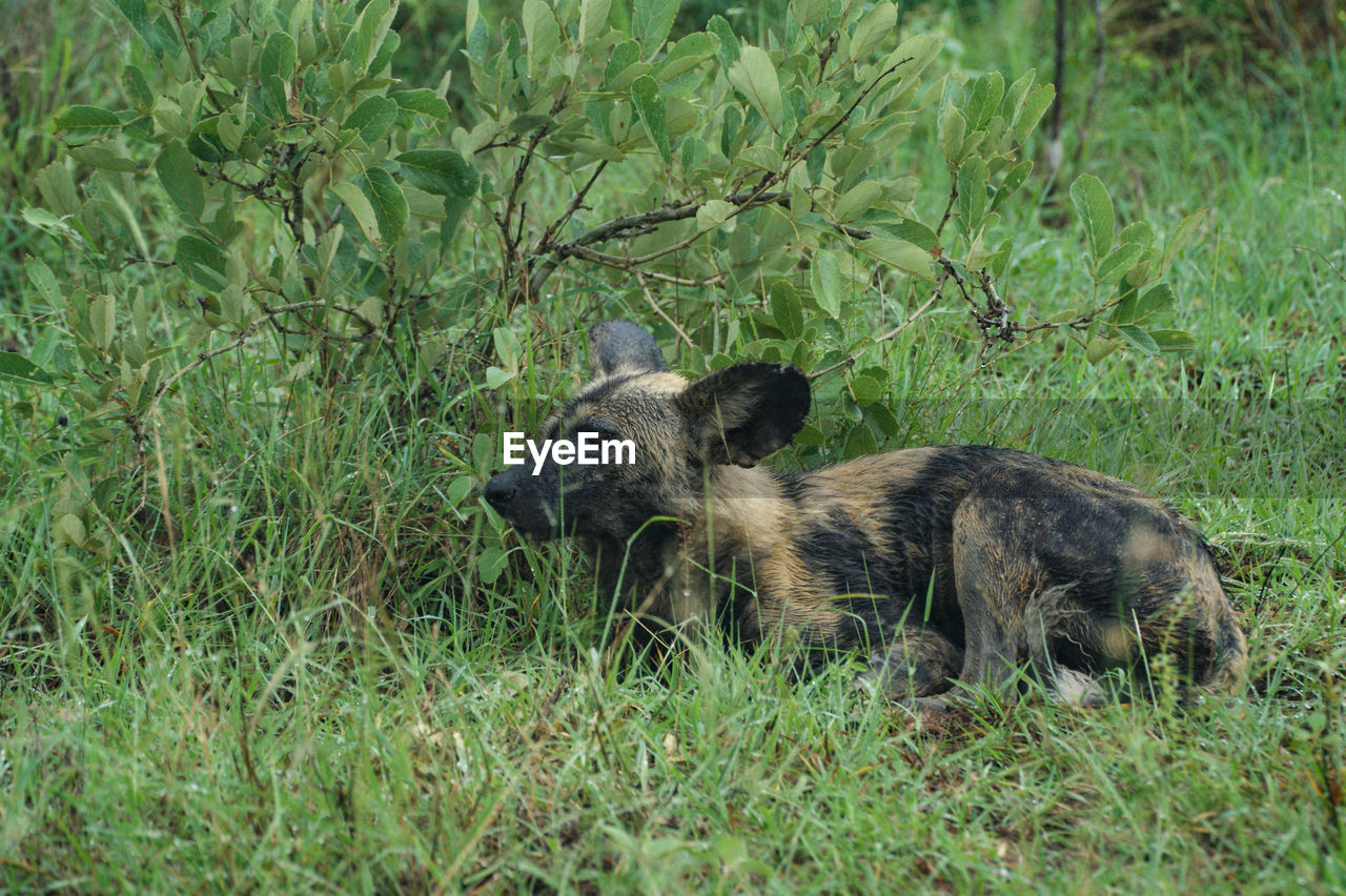 animal, animal themes, mammal, animal wildlife, plant, wildlife, grass, one animal, nature, no people, green, field, land, day, boar, outdoors, growth, young animal