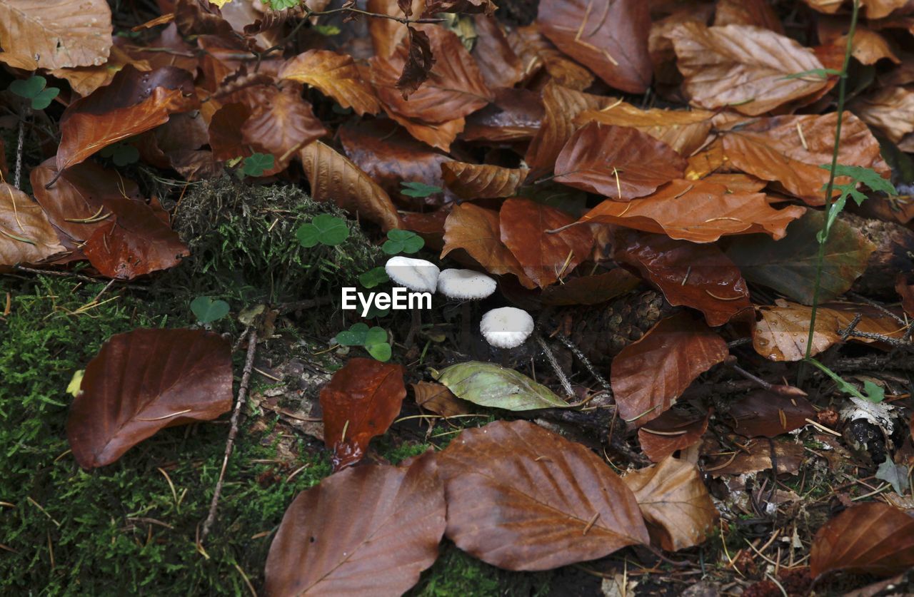 CLOSE-UP OF DRY LEAVES ON FIELD