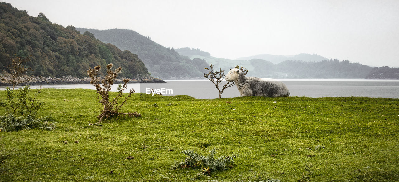 SCENIC VIEW OF SEA AND MOUNTAINS