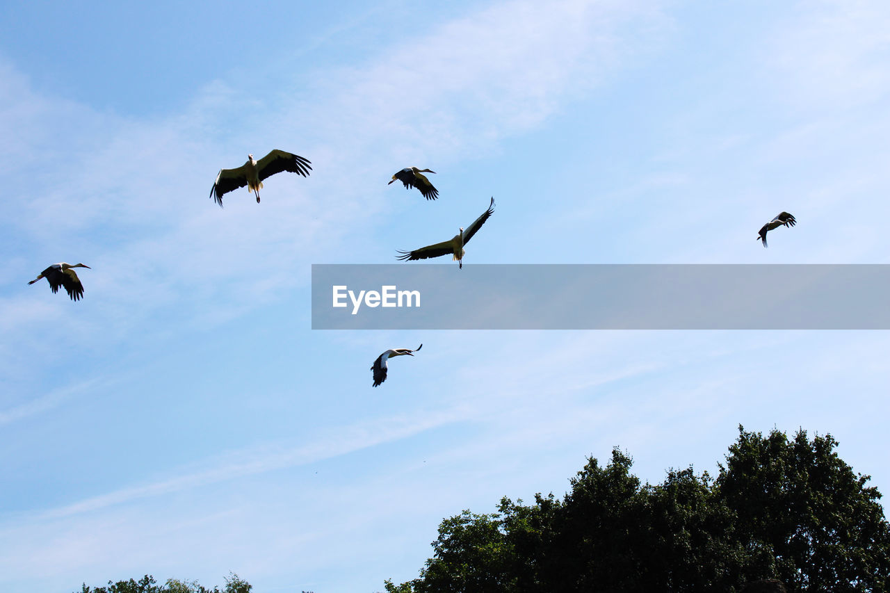 LOW ANGLE VIEW OF BIRDS FLYING AGAINST SKY