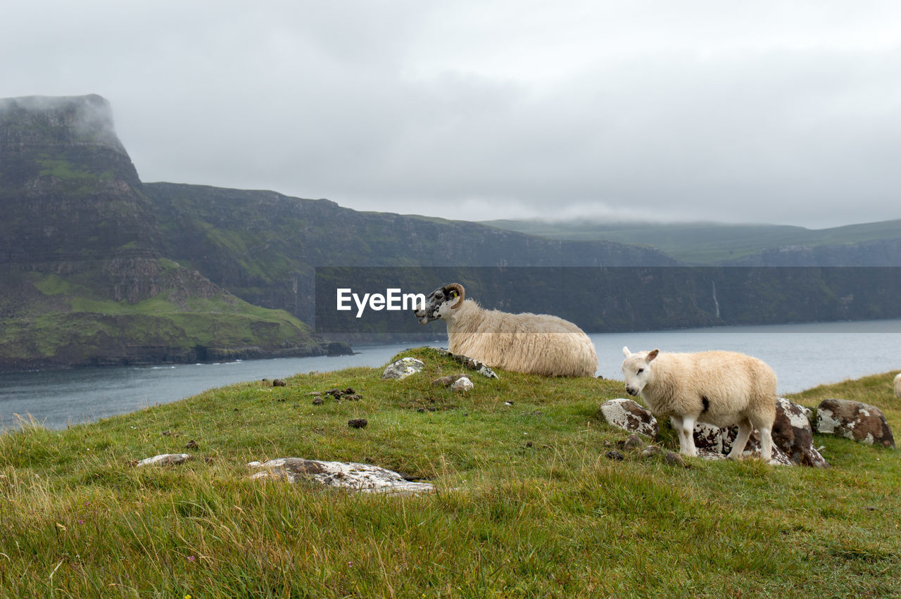 Sheep on grass by mountain against sky