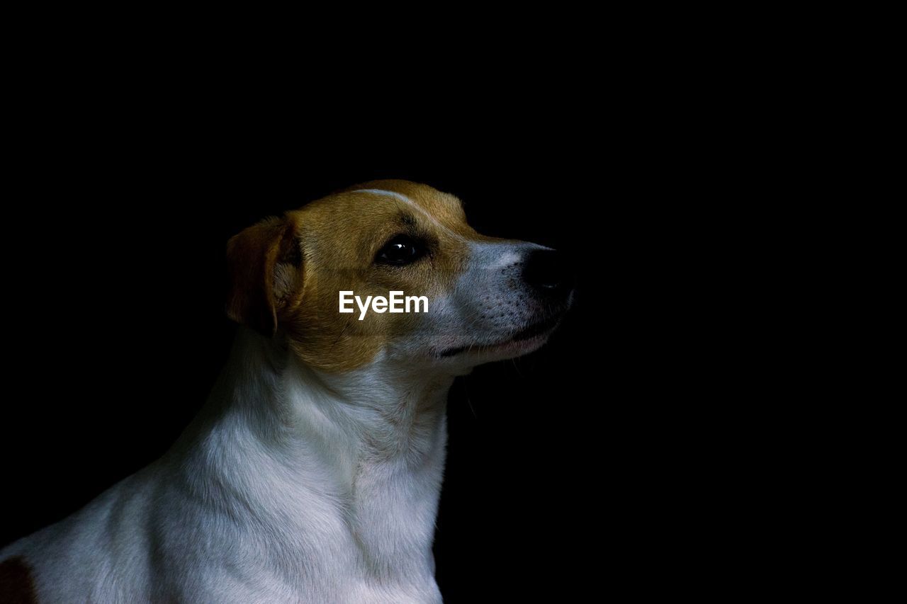 Close-up of puppy against black background