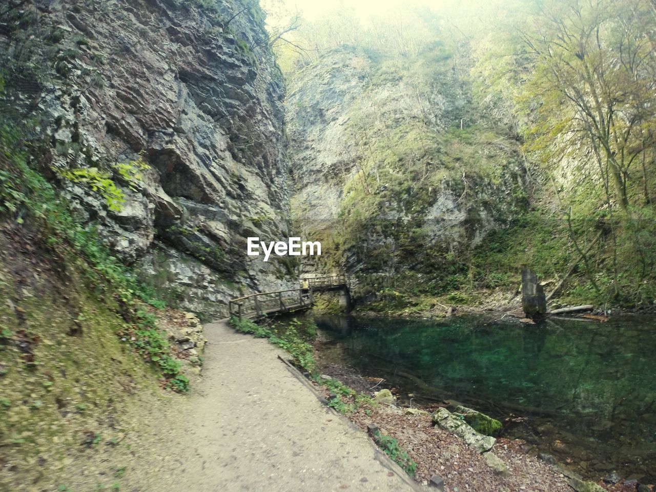 Scenic view of forest footpath along a river