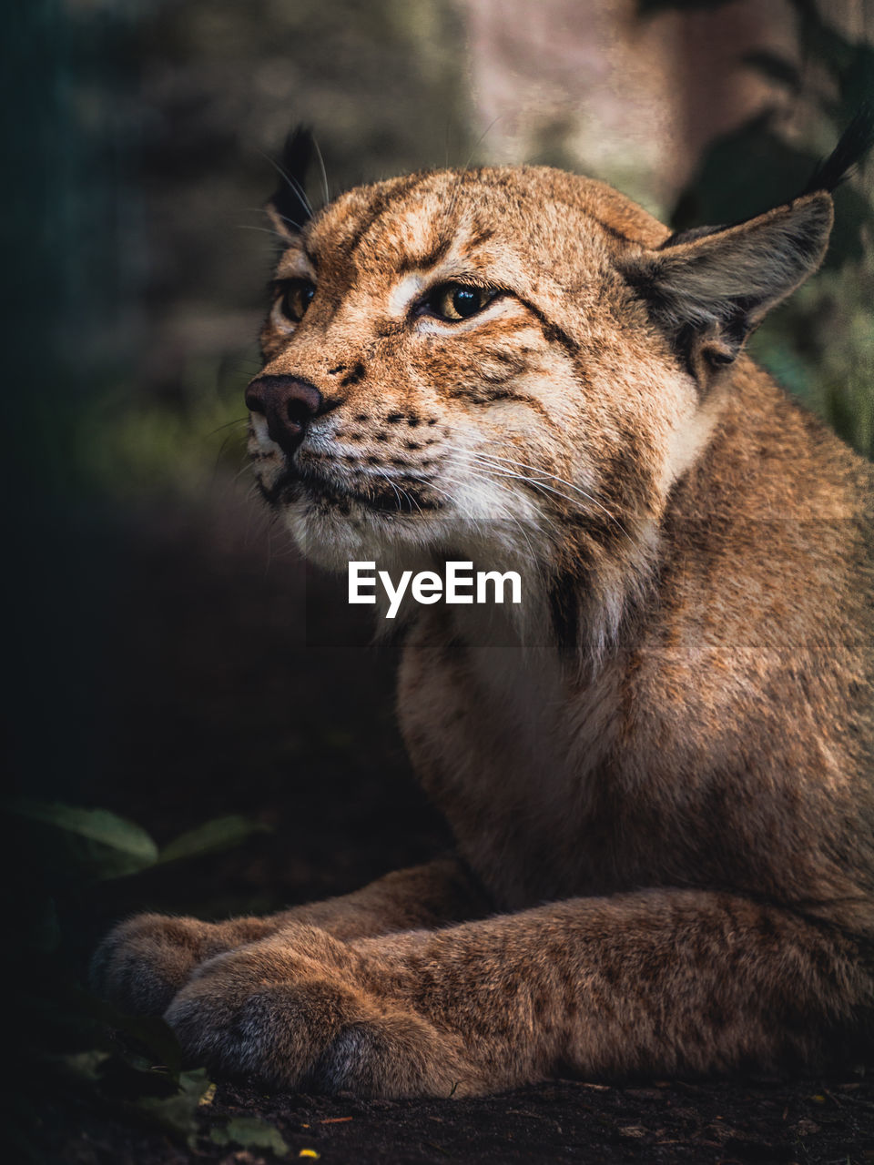 Close-up of big cat looking away while lying in forest