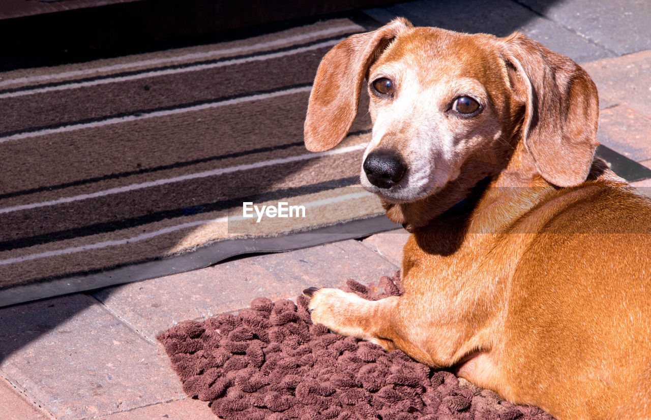 CLOSE-UP OF A DOG LOOKING AWAY