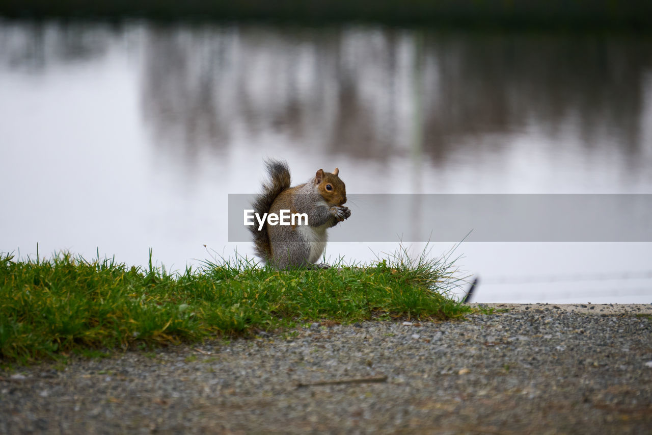 animal, animal themes, nature, animal wildlife, mammal, wildlife, one animal, squirrel, water, no people, grass, rodent, lake, day, selective focus, plant, outdoors, chipmunk, morning