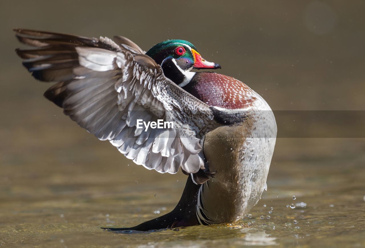 Side view of bird flying over lake