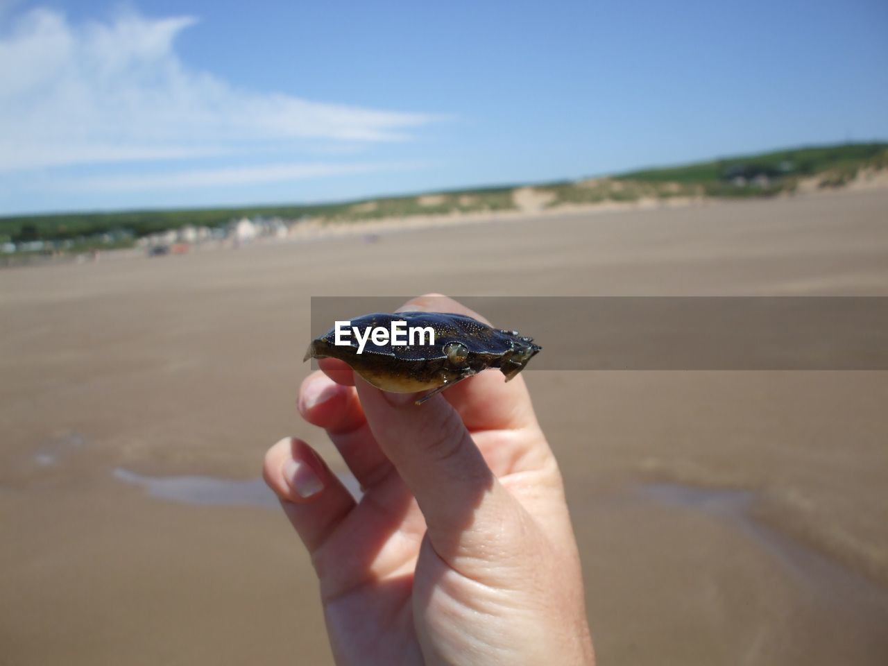 Cropped image of hand holding turtle on wet shore