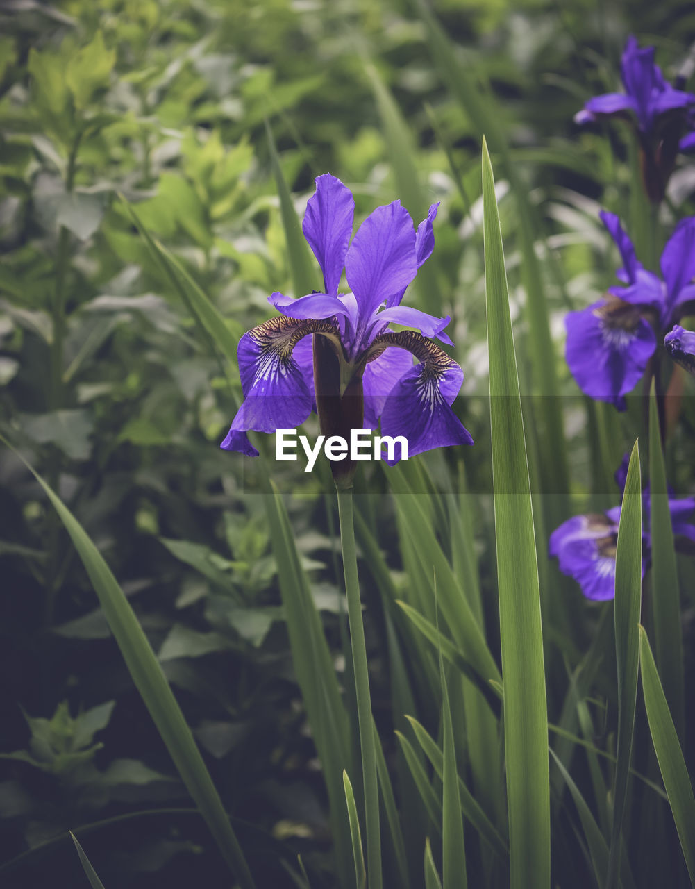 plant, flower, flowering plant, beauty in nature, freshness, purple, growth, fragility, close-up, iris, petal, nature, inflorescence, flower head, no people, focus on foreground, botany, day, green, plant stem, outdoors, plant part, blossom, leaf, field, springtime, land