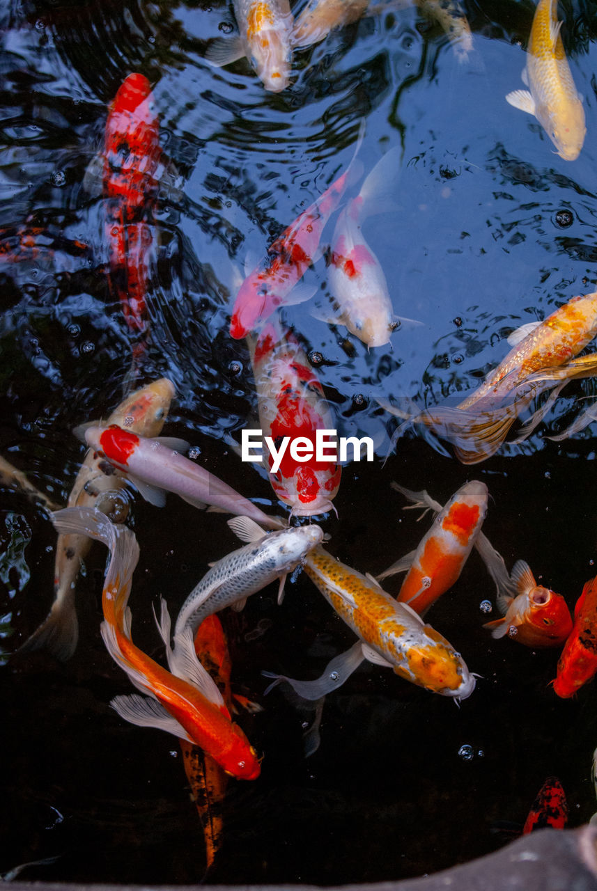 close-up of koi carps swimming in pond