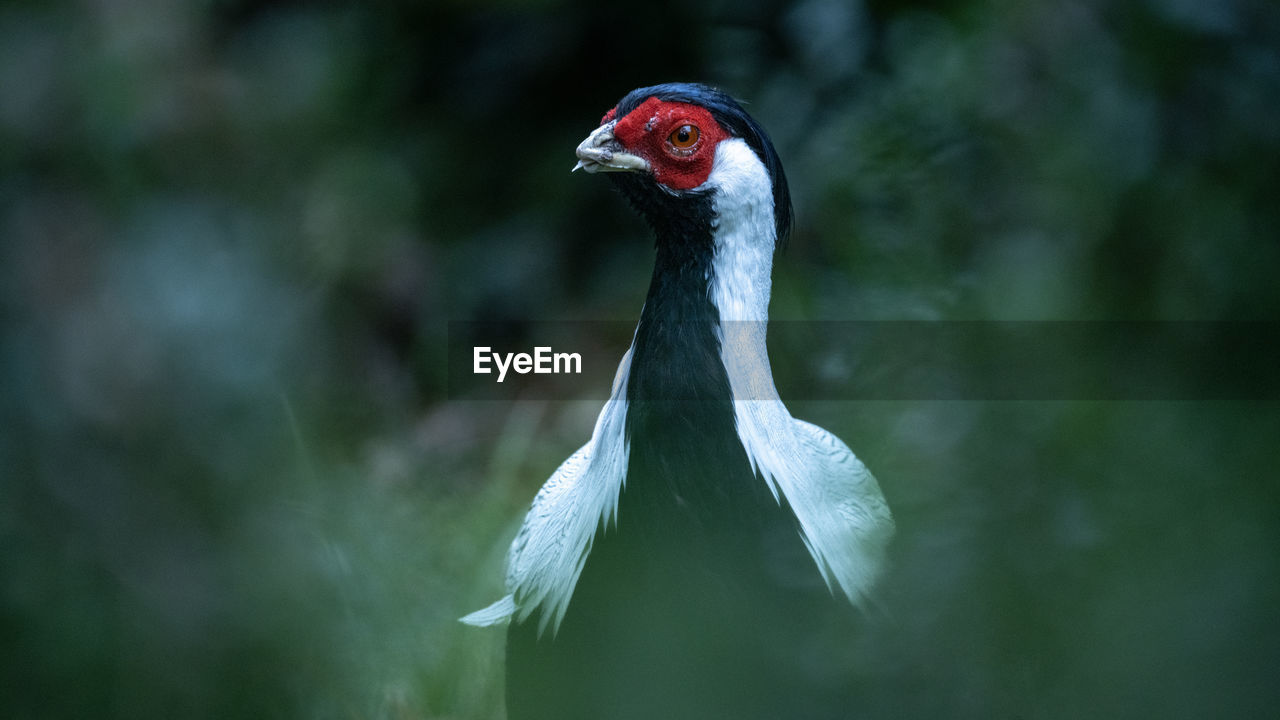 close-up of bird against blurred background