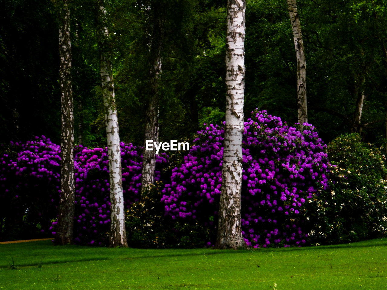 Trees growing in park