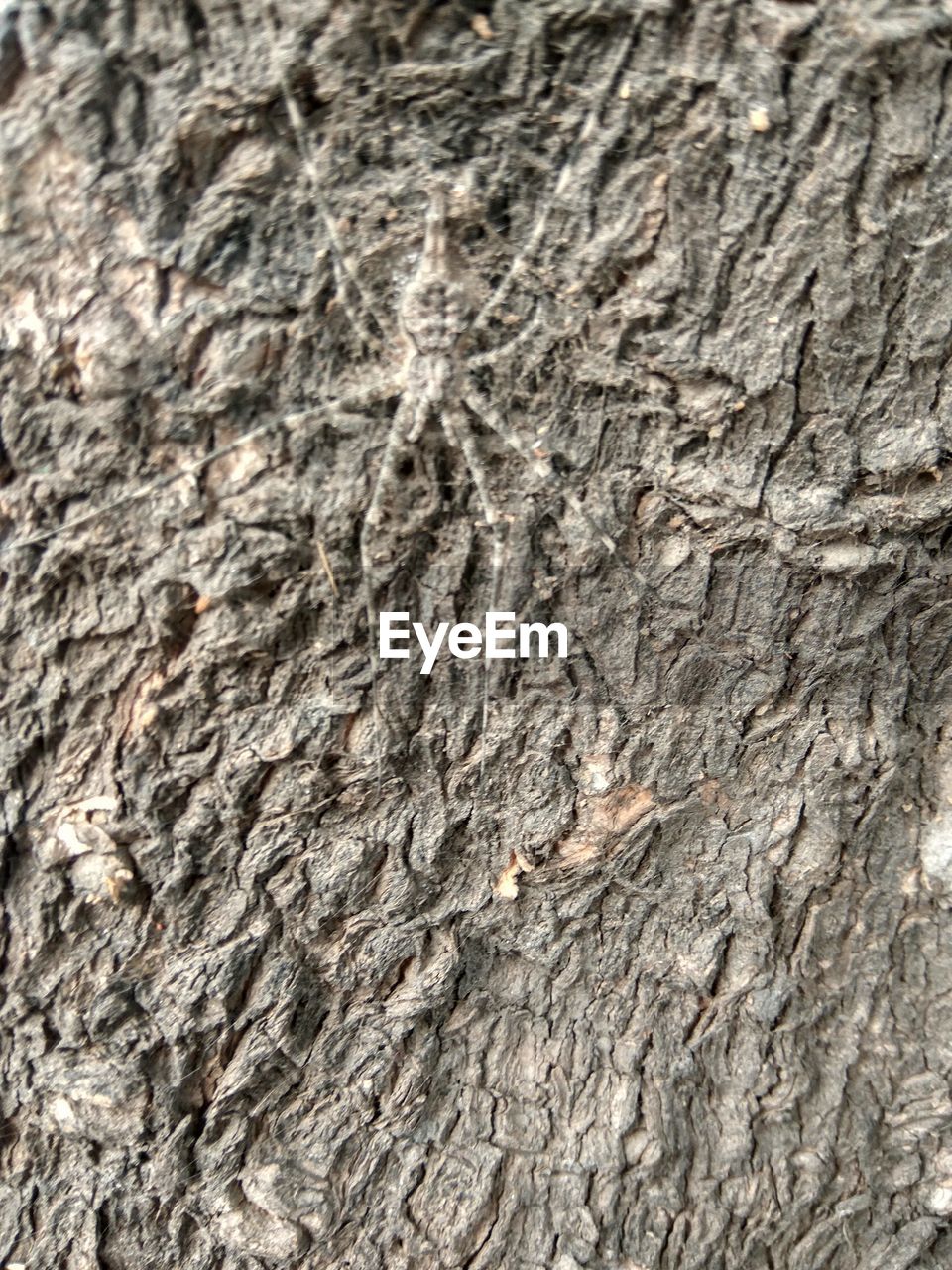 CLOSE-UP OF TREE TRUNK