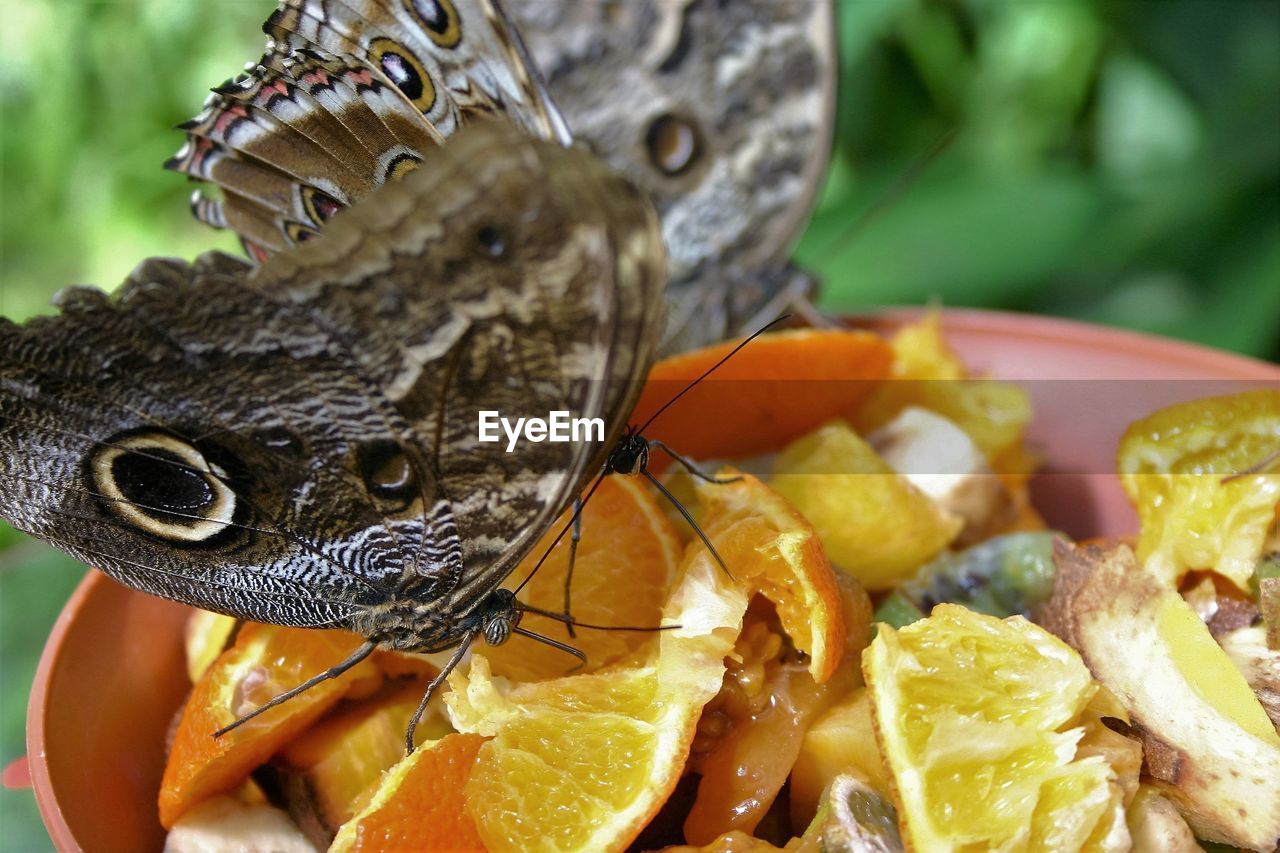 CLOSE-UP OF CRAB ON FOOD