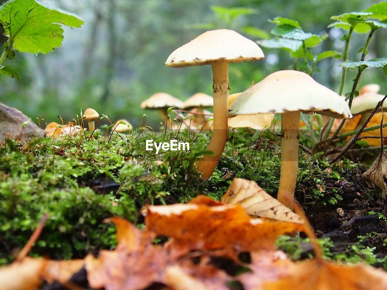 Close-up of fresh mushrooms