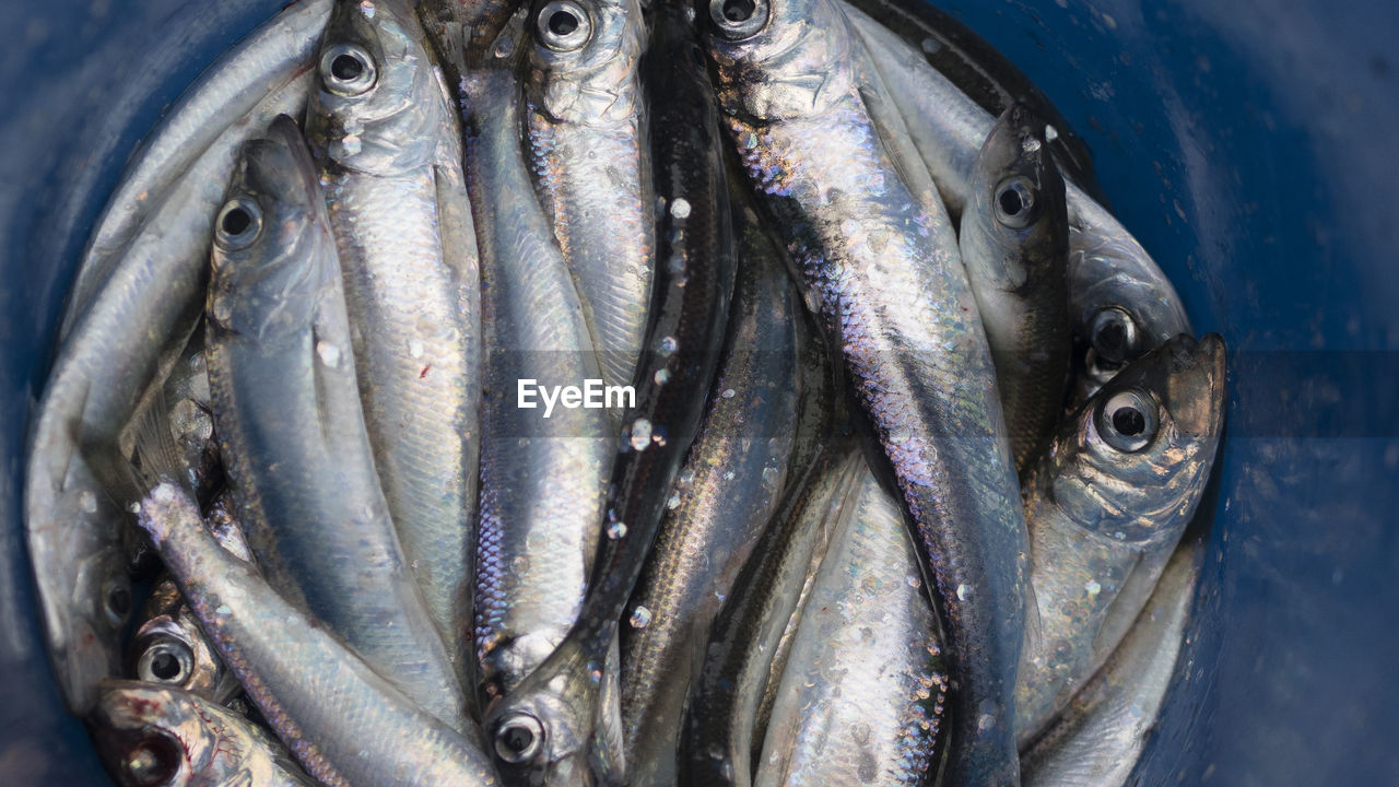 Close-up of fish for sale at market