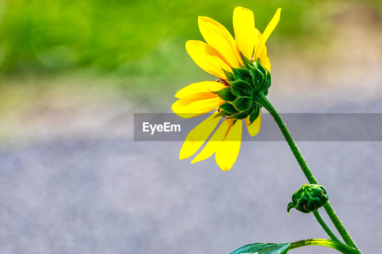 CLOSE-UP OF YELLOW FLOWER BLOOMING