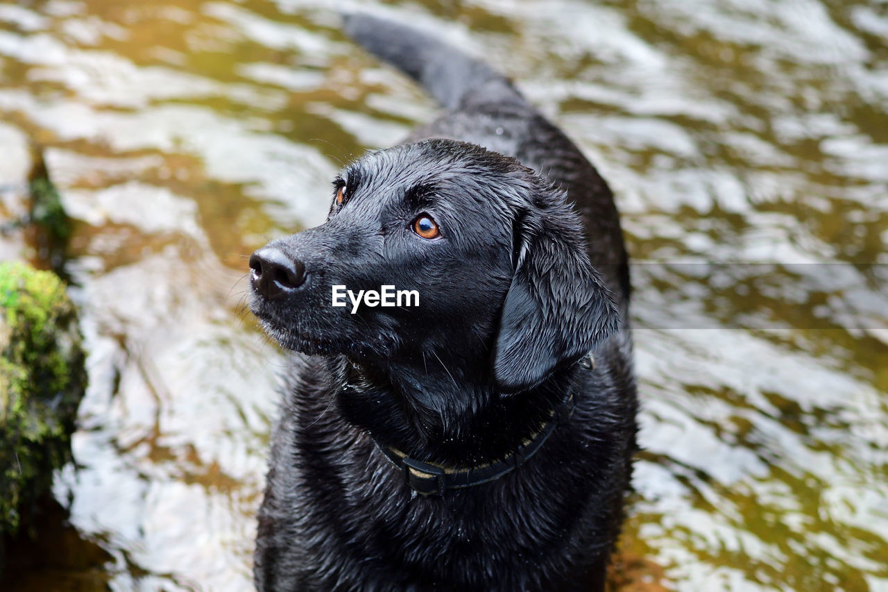 Portrait of a wet black labrador standing in a river 