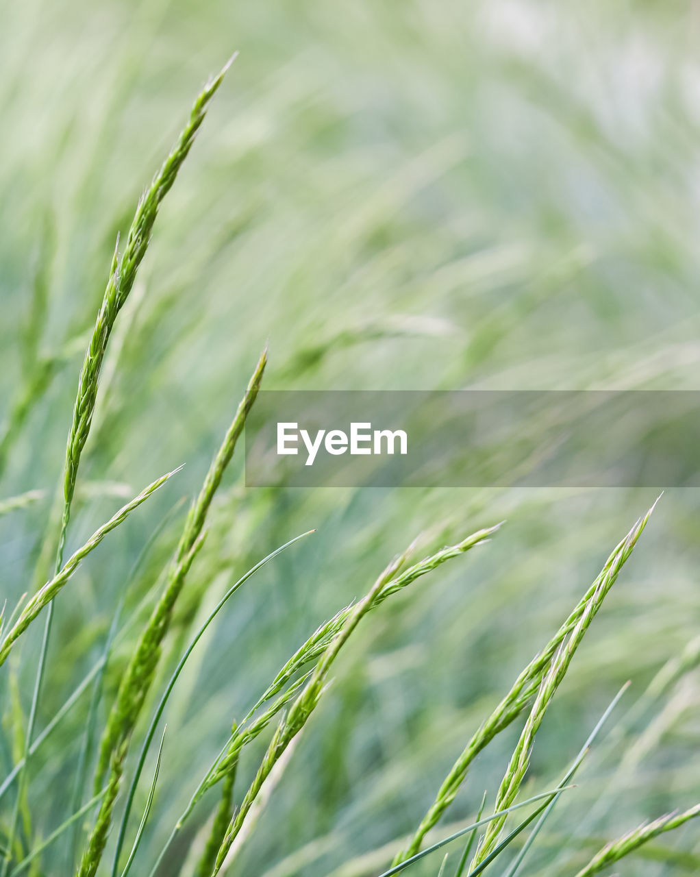 close-up of wheat growing in field