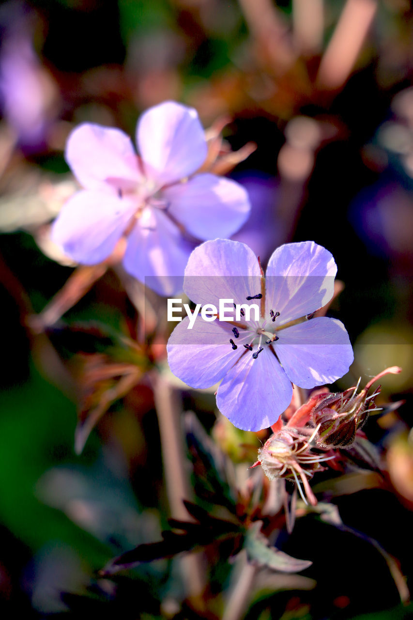 Close-up of purple flowering plant