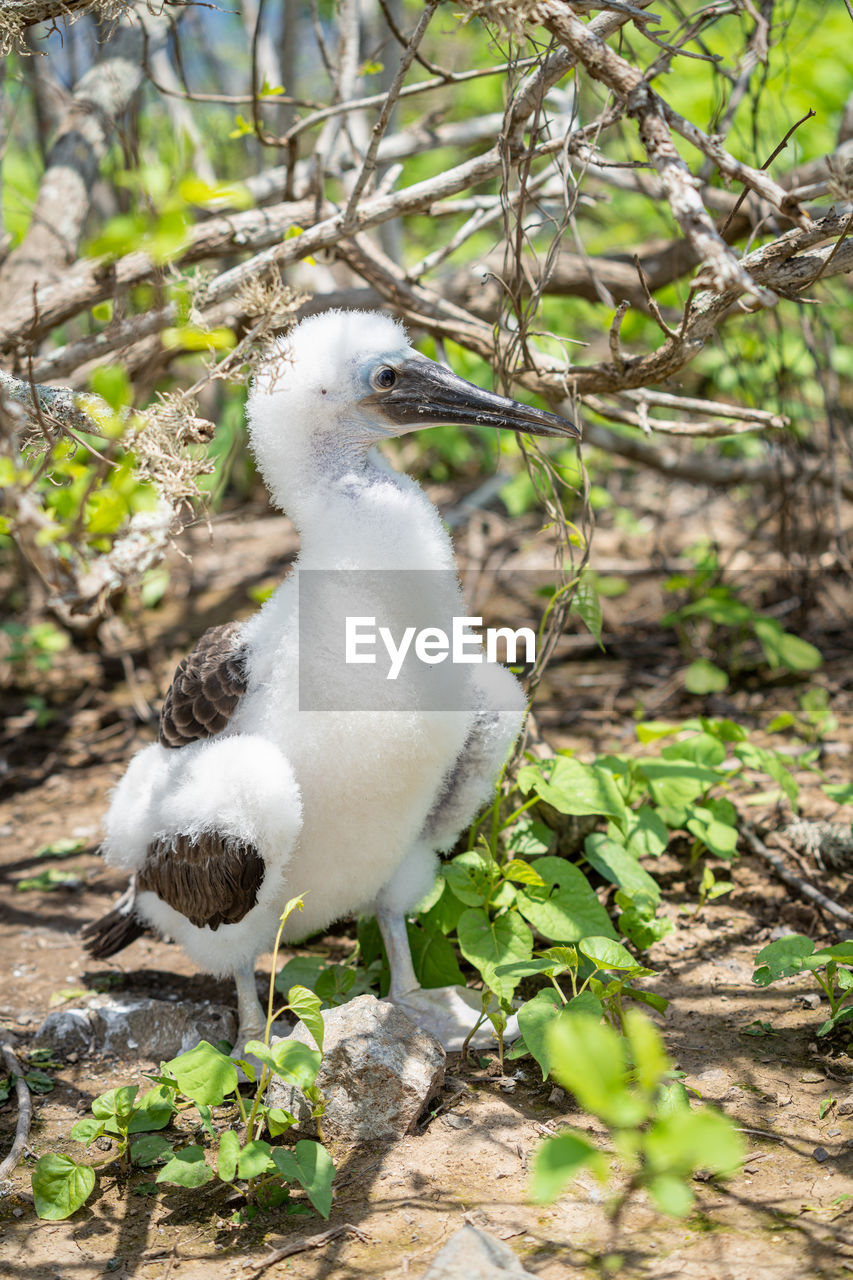 WHITE BIRD PERCHING ON TREE