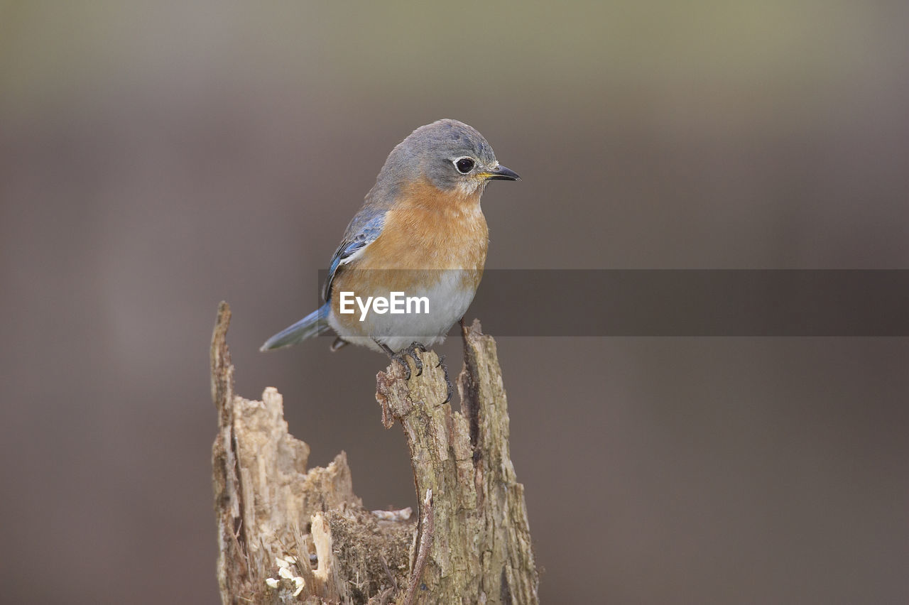 Close-up of male eastern bluebird perching on dry twig