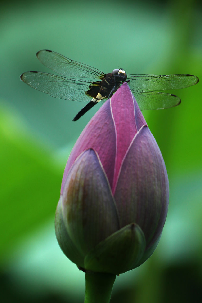 CLOSE-UP OF GRASSHOPPER ON FLOWER