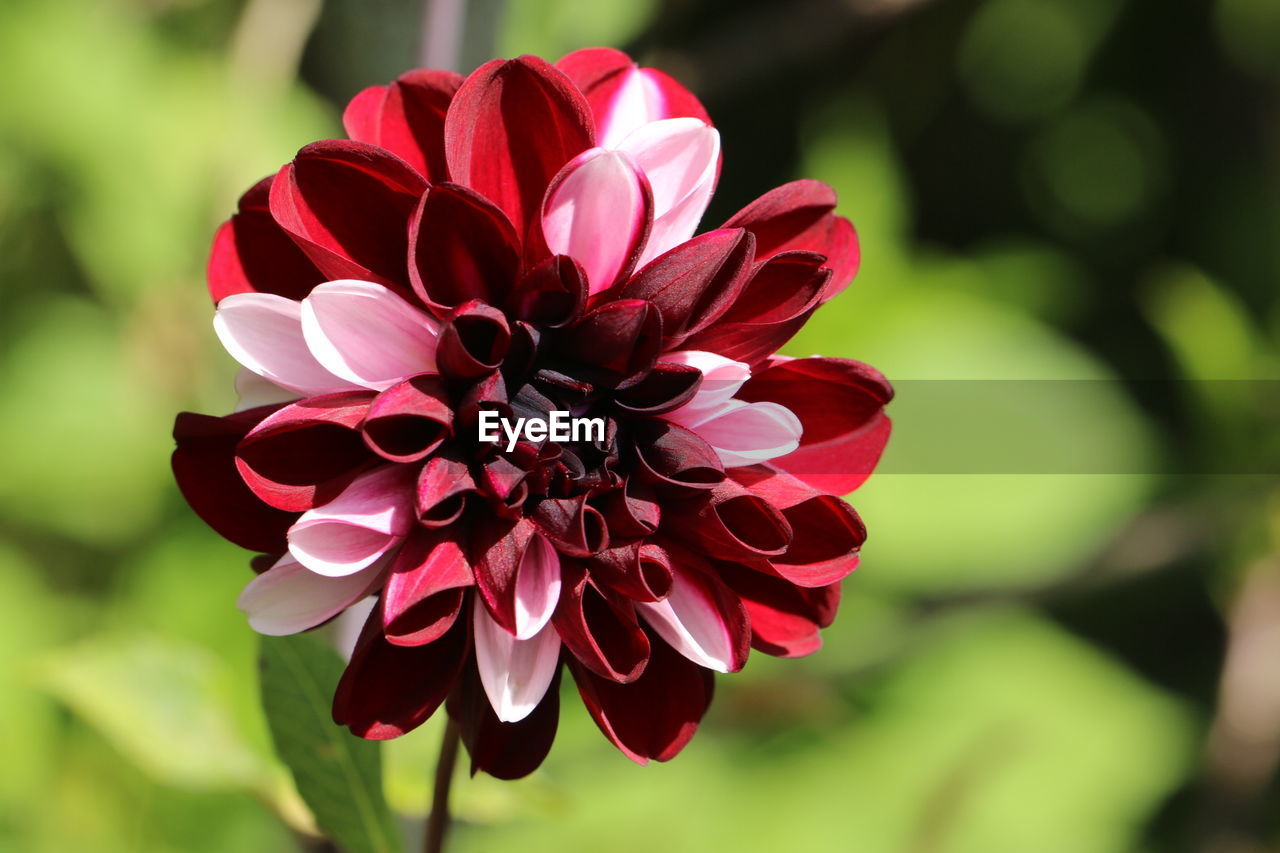 Close-up of flower blooming outdoors