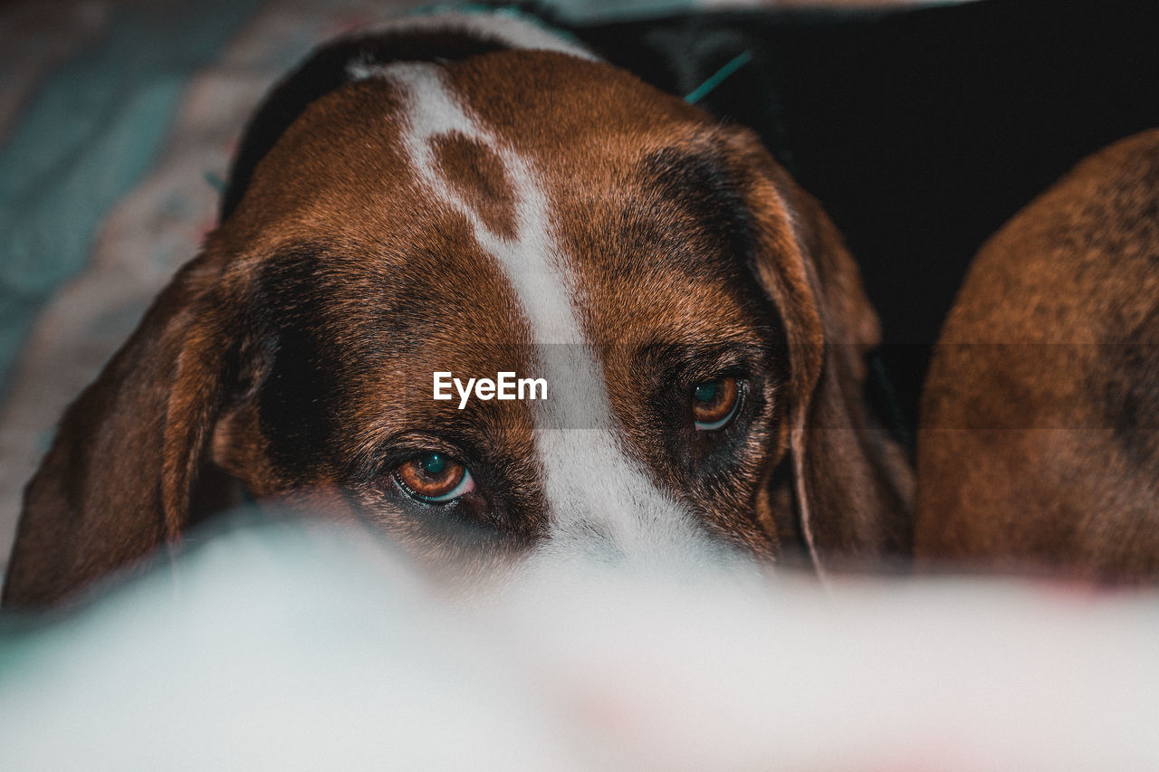 Close-up portrait of a dog