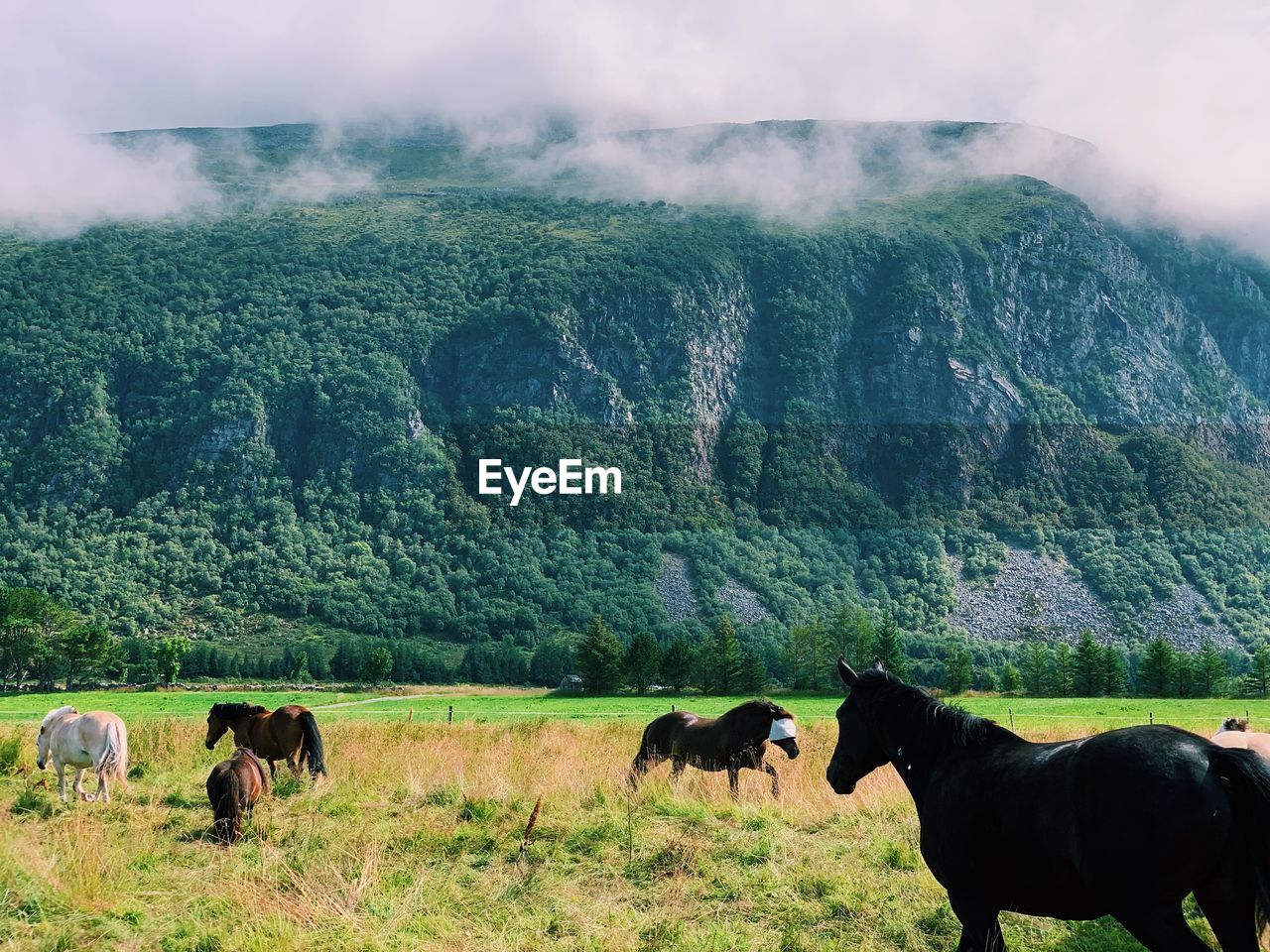 Horses in front of a mountain with fog,  sunlight on a wild landscape
