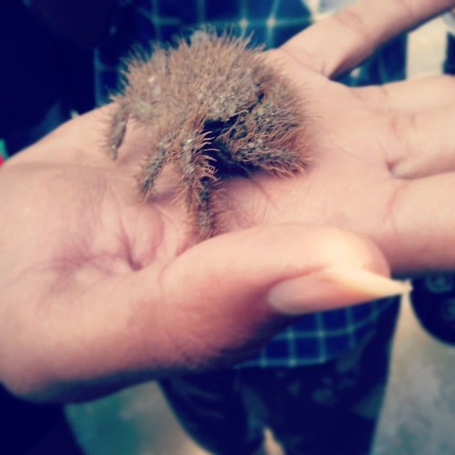 CROPPED IMAGE OF HAND HOLDING WHITE