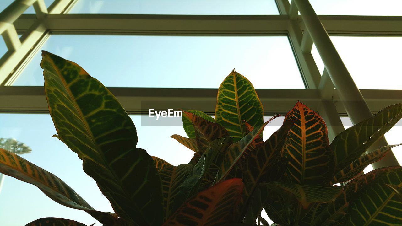Low angle view of plants growing against window