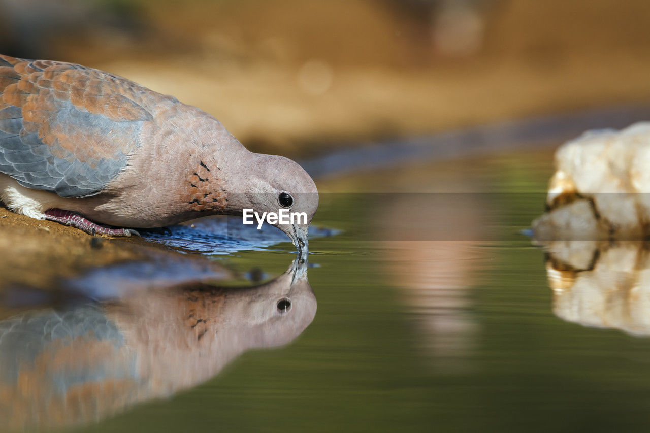 close-up of pigeon