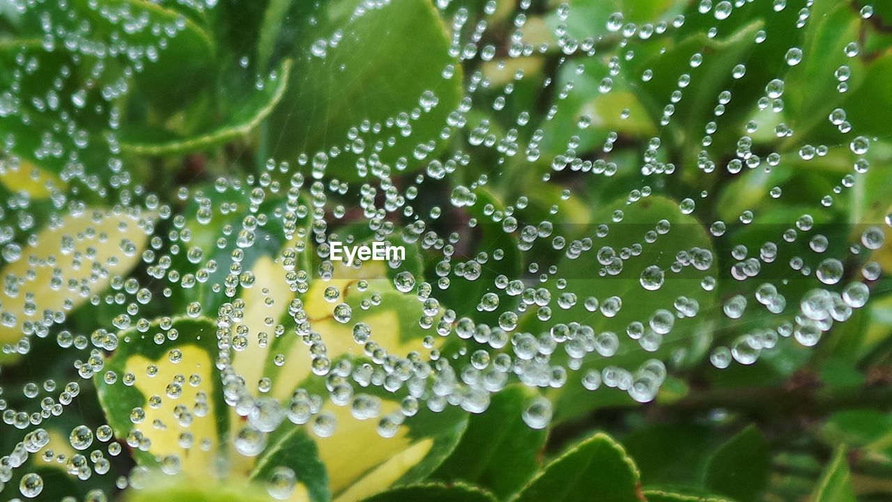 Close up of wet spider web