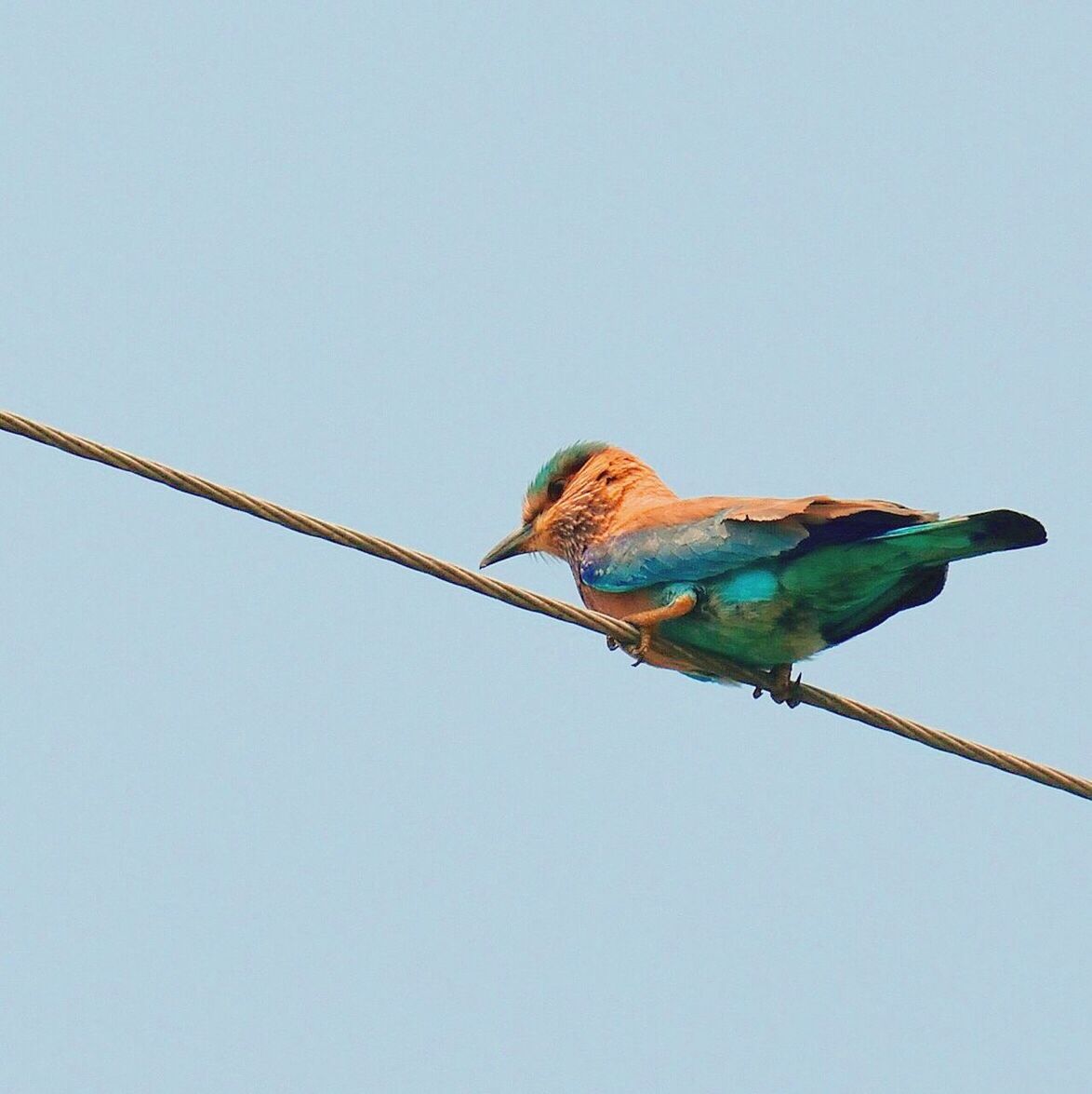 Low angle view of bird perched against clear blue sky