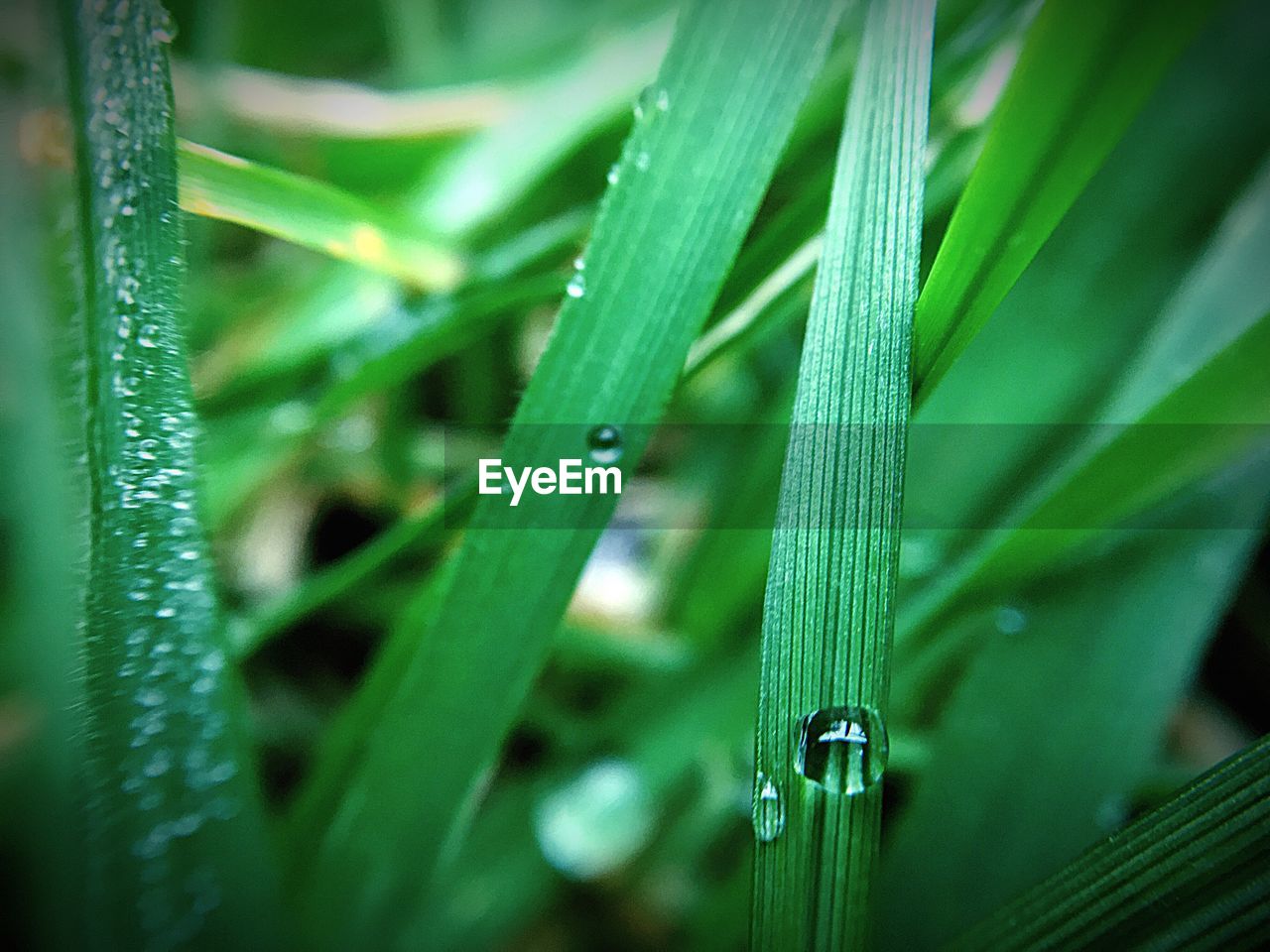 CLOSE-UP OF WET PLANTS