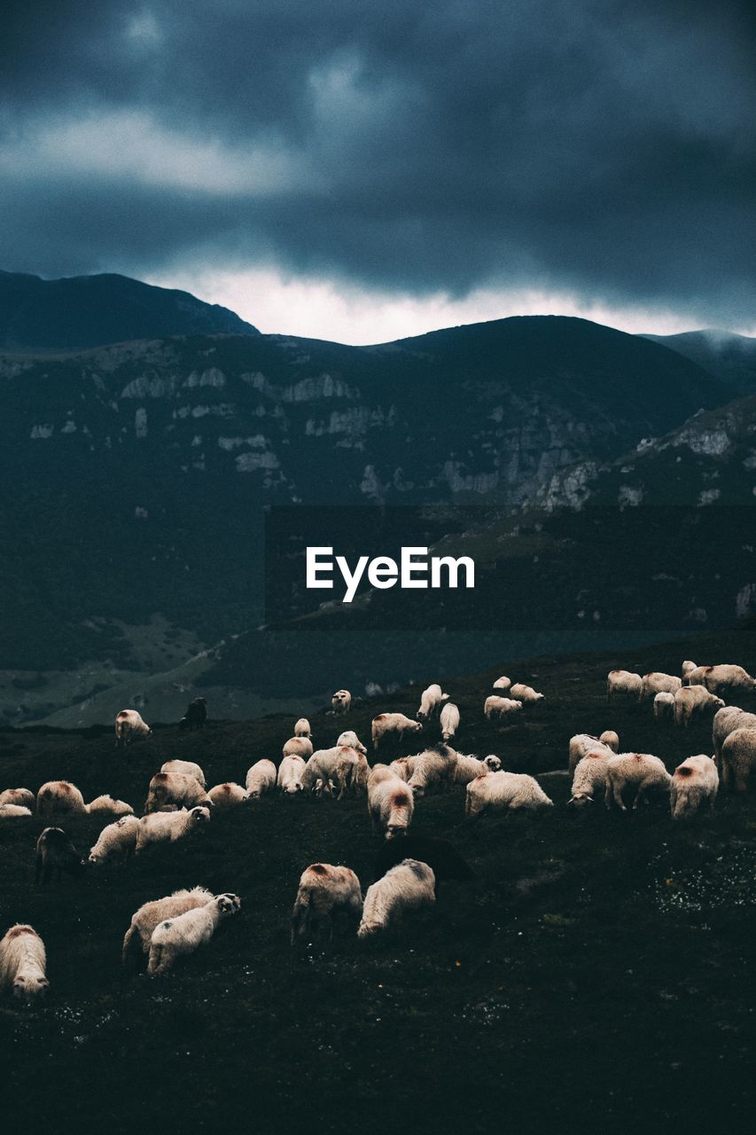Flock of sheep grazing against mountains