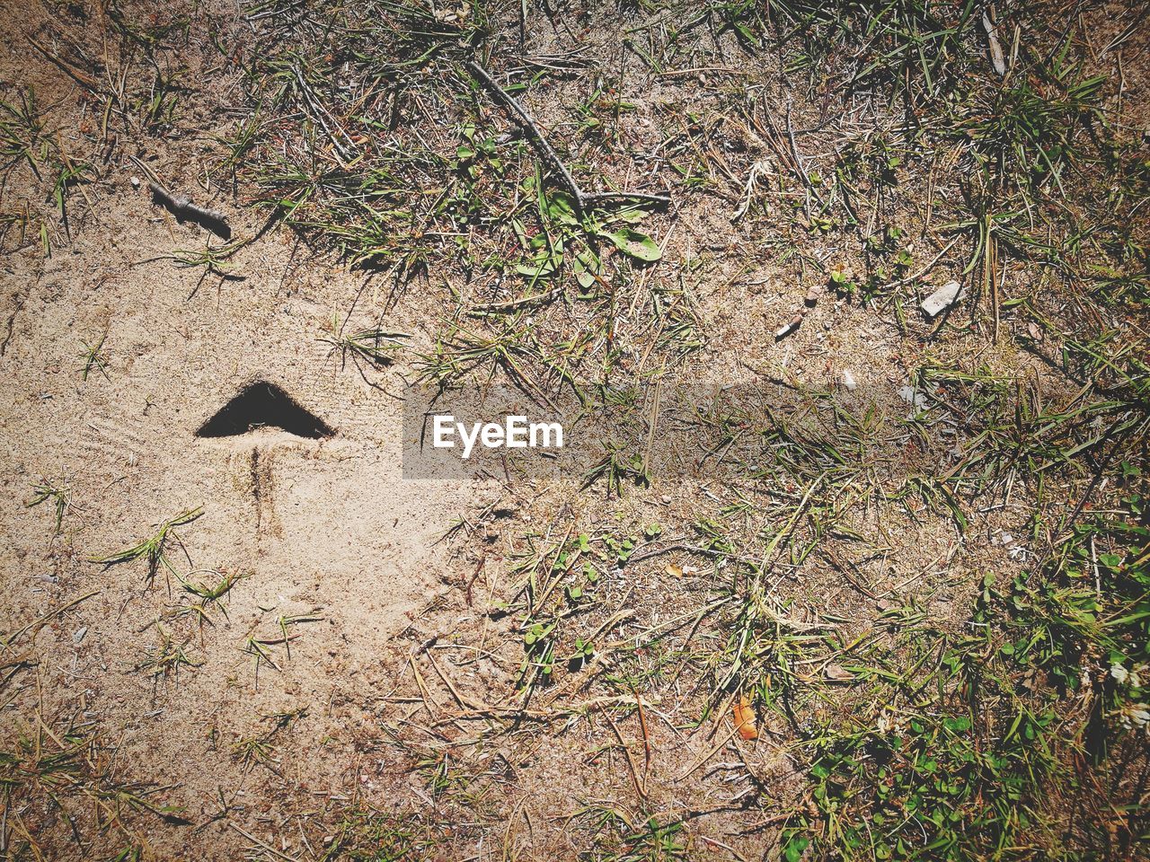 HIGH ANGLE VIEW OF BIRDS ON GRASS