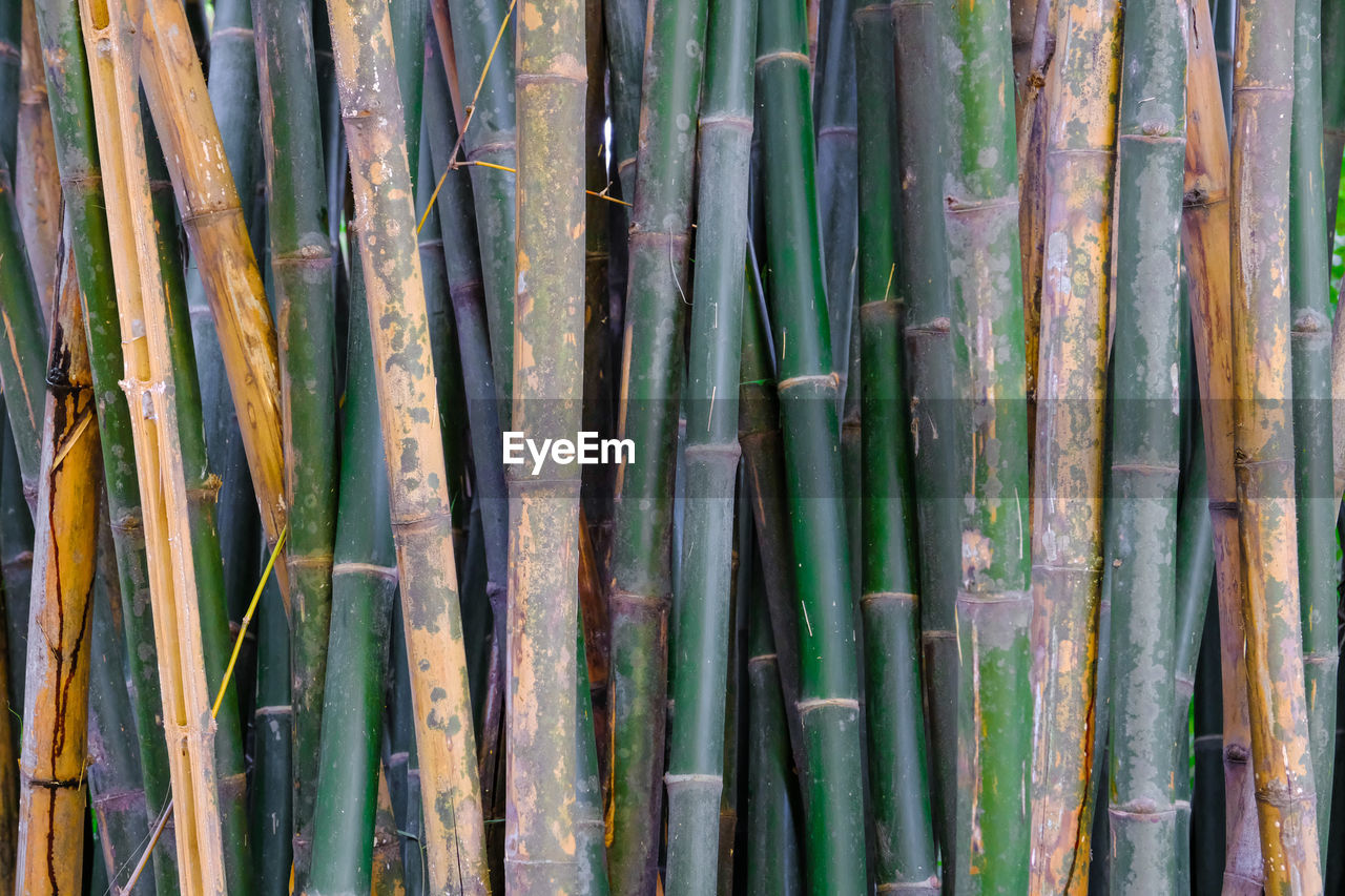 CLOSE-UP OF BAMBOO PLANTS IN FOREST