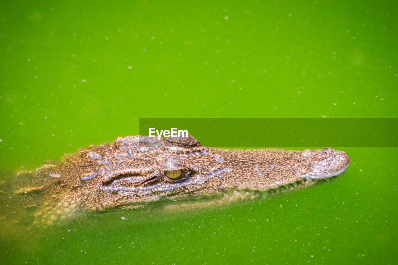 CLOSE-UP OF CROCODILE IN SEA