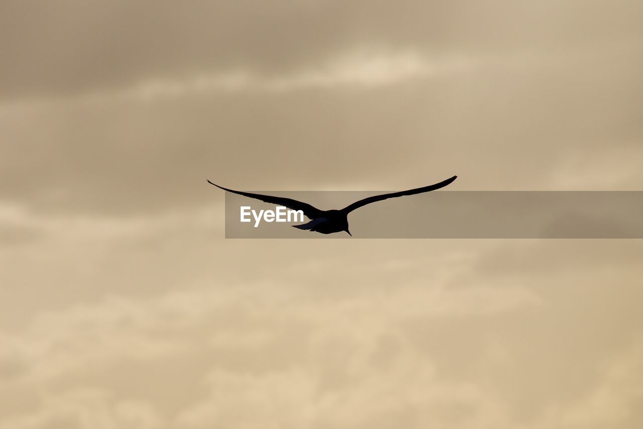 Low angle view of silhouette bird flying against cloudy sky