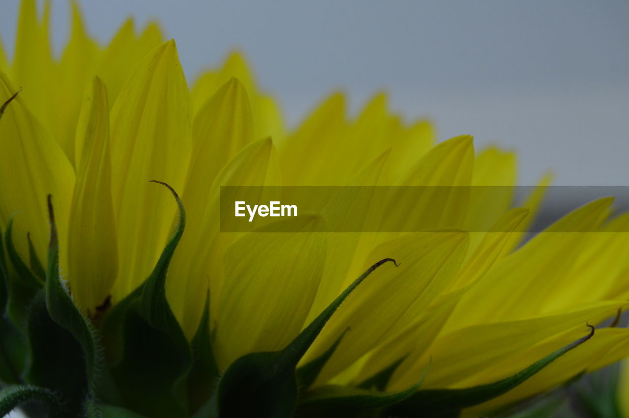 CLOSE-UP OF YELLOW FLOWER BLOOMING