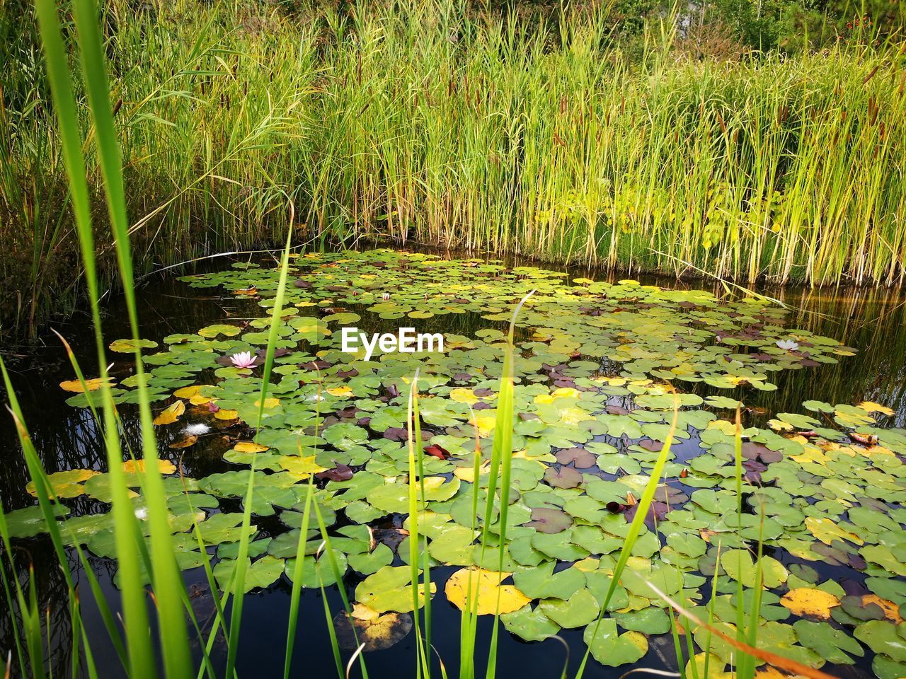 WATER LILY IN POND